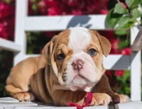Luna, a female English Bulldog for sale in Webster, FL – Photo 2 of 2