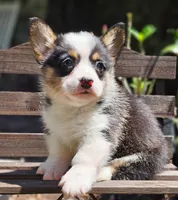 Emma's Black tri girl, a female Pembroke Welsh Corgi for sale in Webster, FL – Photo 1 of 4