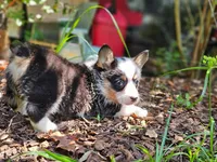 Emma's Black tri girl, a female Pembroke Welsh Corgi for sale in Webster, FL – Photo 4 of 4