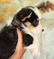 Emma's Black tri girl, a female Pembroke Welsh Corgi for sale in Webster, FL – Photo 2 of 4