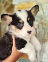 Emma's Black tri girl, a female Pembroke Welsh Corgi for sale in Webster, FL – Photo 3 of 4