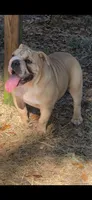 Hogan, a male English Bulldog for sale in Webster, FL – Photo 2 of 4