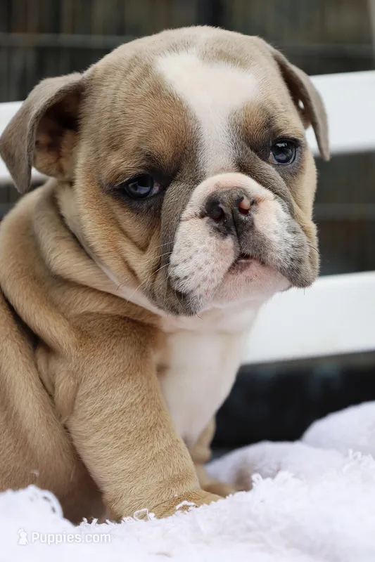 Hogan, a male English Bulldog for sale in Webster, FL – Photo 1 of 4