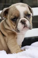 Hogan, a male English Bulldog for sale in Webster, FL – Photo 1 of 4