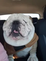 Hogan, a male English Bulldog for sale in Webster, FL – Photo 3 of 4