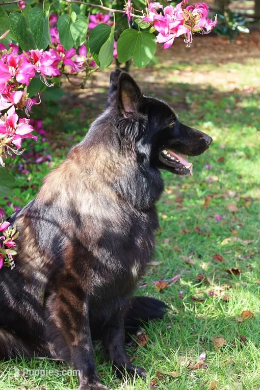 Jada  – German Shepherd Dog puppy for sale in Webster, FL
