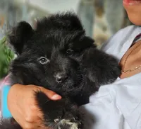 Long coat black male, a male German Shepherd Dog for sale in Webster, FL – Photo 2 of 5