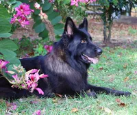 Long coat black male, a male German Shepherd Dog for sale in Webster, FL – Photo 5 of 5