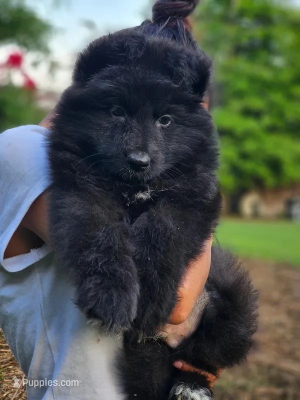 Long coat black male, a male German Shepherd Dog for sale in Webster, FL – Photo 1 of 5