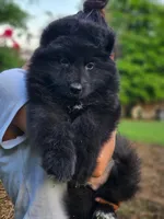 Long coat black male, a male German Shepherd Dog for sale in Webster, FL – Photo 1 of 5
