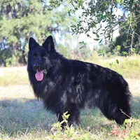 Long coat black male, a male German Shepherd Dog for sale in Webster, FL – Photo 4 of 5