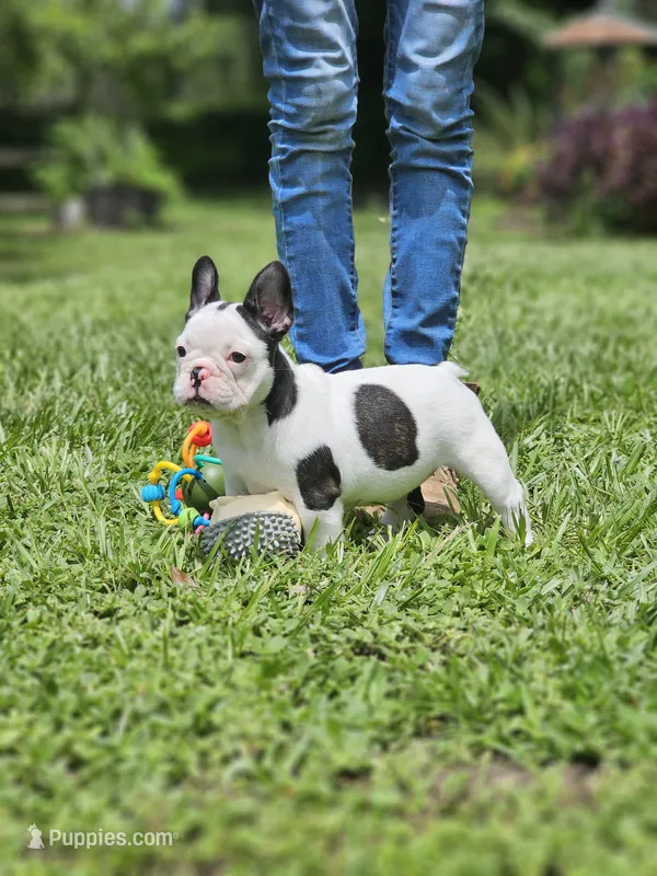 Marsha (AKA Marshal) – French Bulldog puppy for sale in Webster, FL