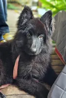 Purple female, a female German Shepherd Dog for sale in Webster, FL – Photo 1 of 4