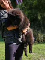 Purple female, a female German Shepherd Dog for sale in Webster, FL – Photo 4 of 4