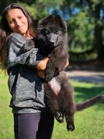 Purple female, a female German Shepherd Dog for sale in Webster, FL – Photo 3 of 4