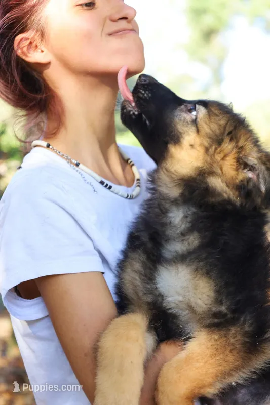 Long Coat Males, a male German Shepherd Dog for sale in Webster, FL – Photo 1 of 5