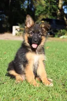 Long Coat Males, a male German Shepherd Dog for sale in Webster, FL – Photo 5 of 5