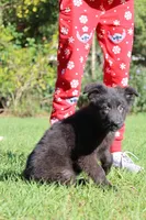 Long Coat Males, a male German Shepherd Dog for sale in Webster, FL – Photo 3 of 5