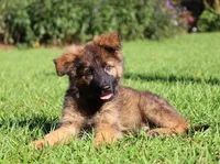Long Coat Males, a male German Shepherd Dog for sale in Webster, FL – Photo 2 of 5