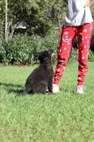 Long Coat Males, a male German Shepherd Dog for sale in Webster, FL – Photo 4 of 5