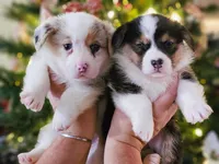 Black Tri Male, a male Pembroke Welsh Corgi for sale in Webster, FL – Photo 4 of 4