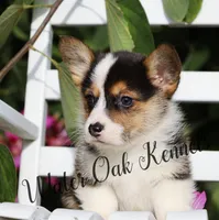 Black Tri Male, a male Pembroke Welsh Corgi for sale in Webster, FL – Photo 2 of 4