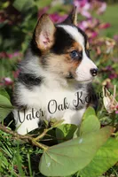 Black Tri Male, a male Pembroke Welsh Corgi for sale in Webster, FL – Photo 3 of 4