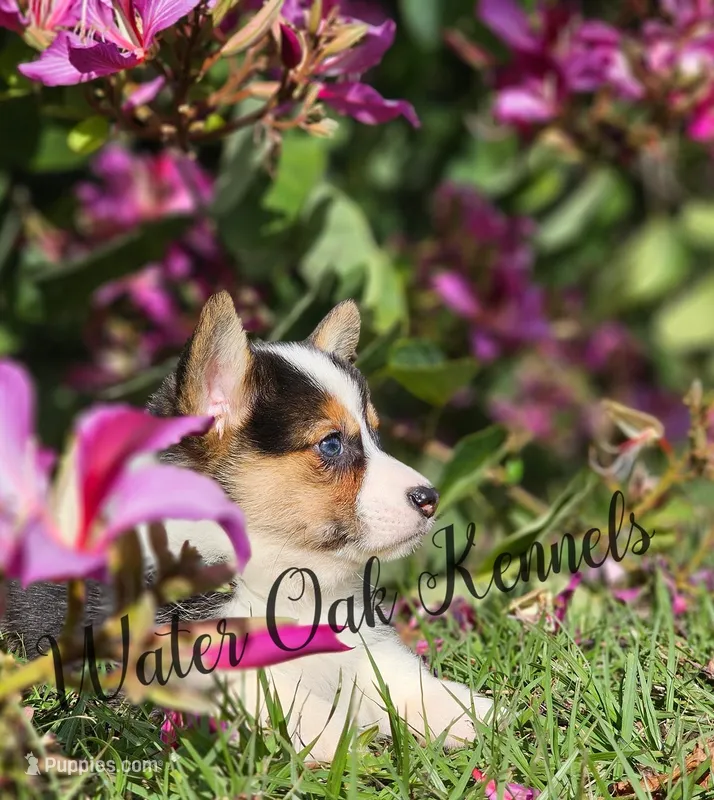Black Tri Male, a male Pembroke Welsh Corgi for sale in Webster, FL – Photo 1 of 4