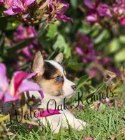 Black Tri Male, a male Pembroke Welsh Corgi for sale in Webster, FL – Photo 1 of 4