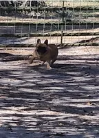 Bunny, a female French Bulldog for sale in Webster, FL – Photo 3 of 3