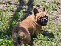 Bunny, a female French Bulldog for sale in Webster, FL – Photo 2 of 3
