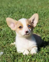 Sierra's Red Merle, a male Pembroke Welsh Corgi for sale in Webster, FL – Photo 2 of 3