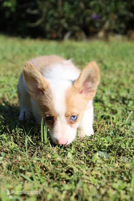 Sierra's Red Merle, a male Pembroke Welsh Corgi for sale in Webster, FL – Photo 1 of 3