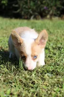Sierra's Red Merle, a male Pembroke Welsh Corgi for sale in Webster, FL – Photo 1 of 3