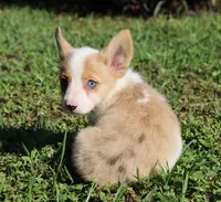 Sierra's Red Merle, a male Pembroke Welsh Corgi for sale in Webster, FL – Photo 3 of 3