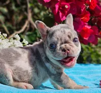 Toby, a male French Bulldog for sale in Webster, FL – Photo 3 of 3