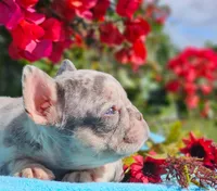 Toby, a male French Bulldog for sale in Webster, FL – Photo 1 of 3
