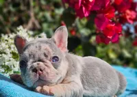 Toby, a male French Bulldog for sale in Webster, FL – Photo 2 of 3