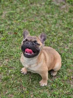 Bun Bun's (AKA Bunny), a female French Bulldog for sale in Webster, FL – Photo 3 of 3