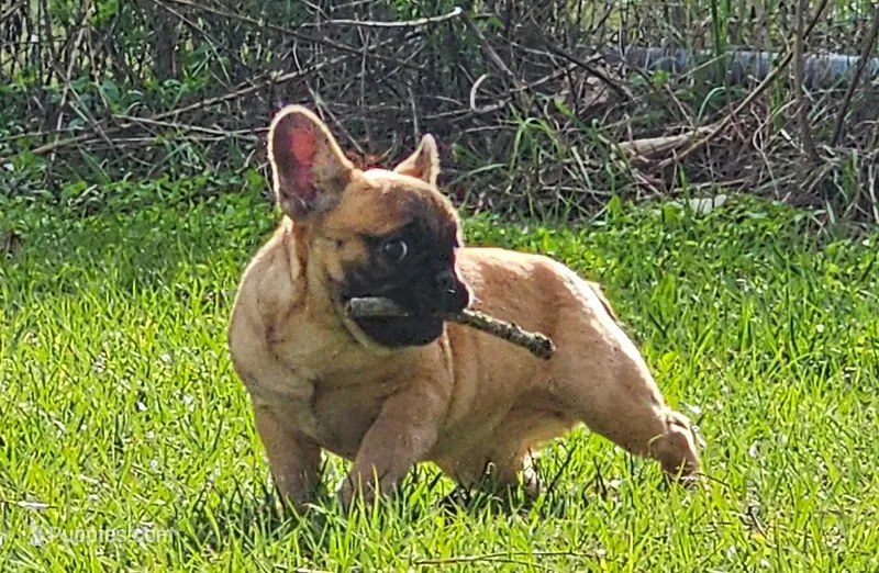 Bun Bun's (AKA Bunny), a female French Bulldog for sale in Webster, FL – Photo 1 of 3
