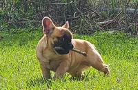 Bun Bun's (AKA Bunny), a female French Bulldog for sale in Webster, FL – Photo 1 of 3