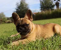 Bun Bun's (AKA Bunny), a female French Bulldog for sale in Webster, FL – Photo 2 of 3