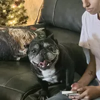 Juliet, a female French Bulldog for sale in Webster, FL – 1 of 3