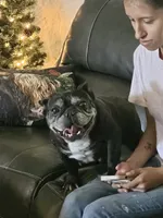 Juliet, a female French Bulldog for sale in Webster, FL – Photo 1 of 3