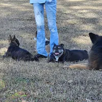 Juliet, a female French Bulldog for sale in Webster, FL – 2 of 3