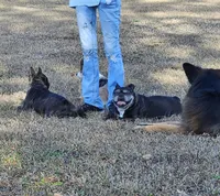 Juliet, a female French Bulldog for sale in Webster, FL – Photo 2 of 3