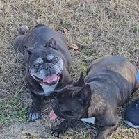 Juliet, a female French Bulldog for sale in Webster, FL – 3 of 3