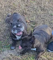 Juliet, a female French Bulldog for sale in Webster, FL – Photo 3 of 3