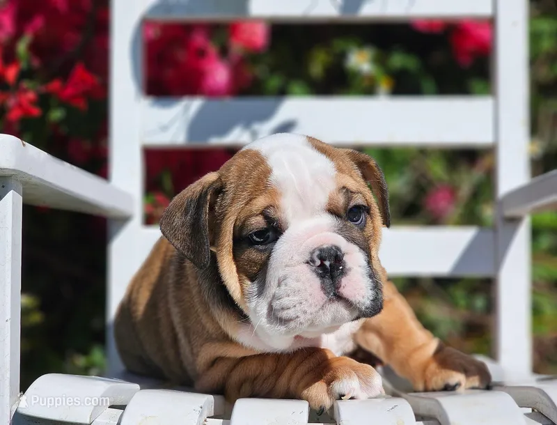 Moxie, a male English Bulldog for sale in Webster, FL – Photo 1 of 2