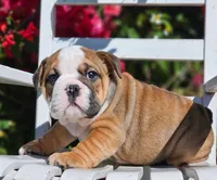 Moxie, a male English Bulldog for sale in Webster, FL – Photo 2 of 2